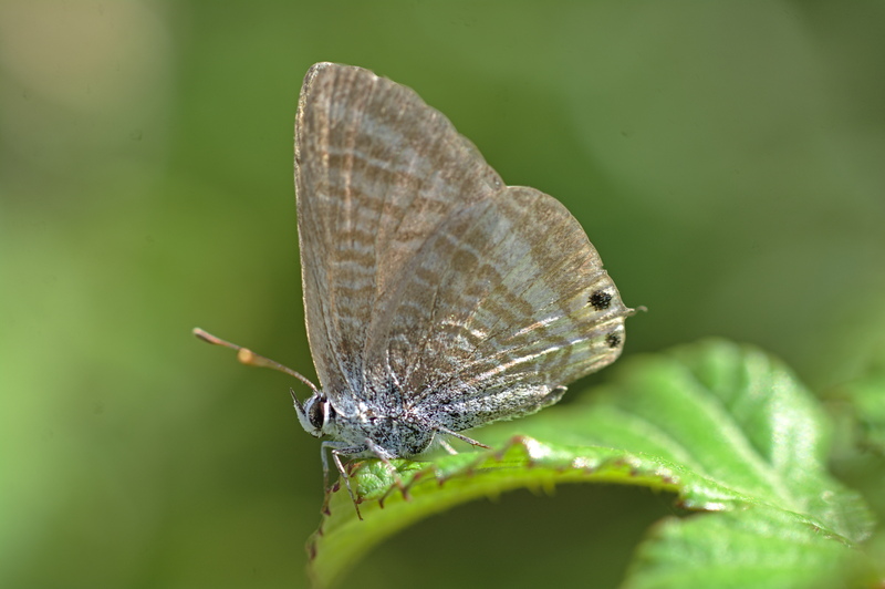 Long-tailed Blue © Matt Rich