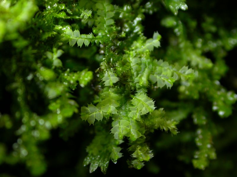 Lophocolea bidentata © Brad Scott