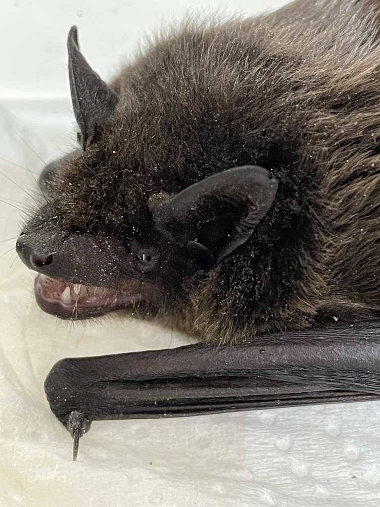 Serotine bat close up © Amanda Millar