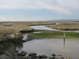 Salt marsh at low tide