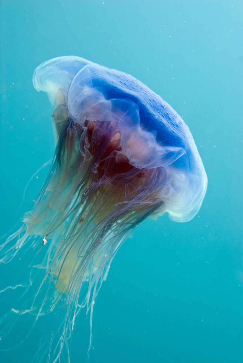 Blue Jellyfish © Linda Pitkin/2020VISION