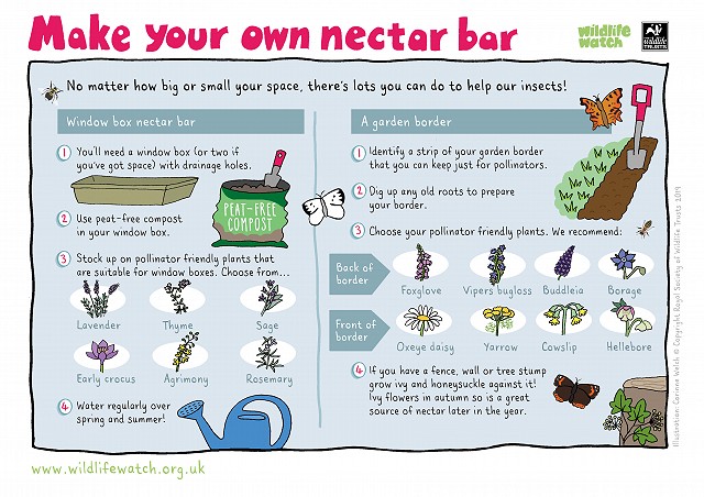 Make a nectar bar 800