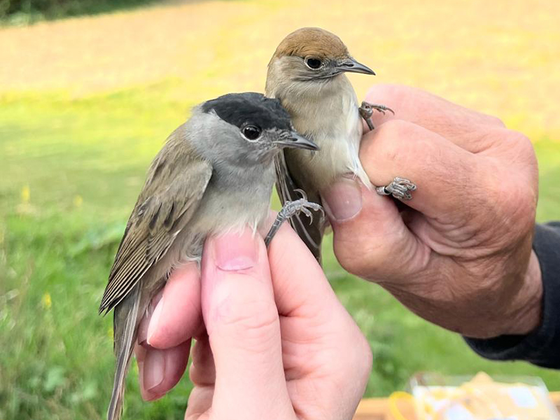 Male and female Blackcap © Alan Harris