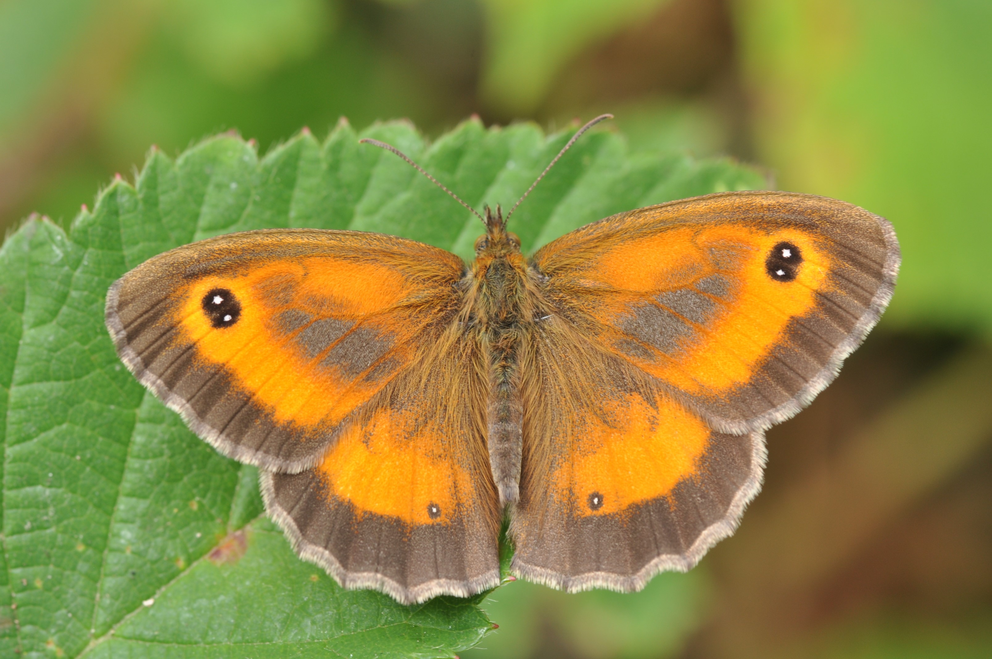 Gatekeeper (male) © John Baker