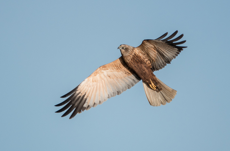 Marsh Harrier