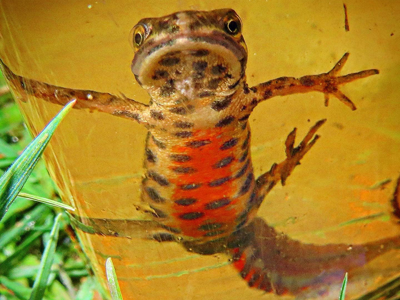 Male Smooth Newt © Ryan Greaves