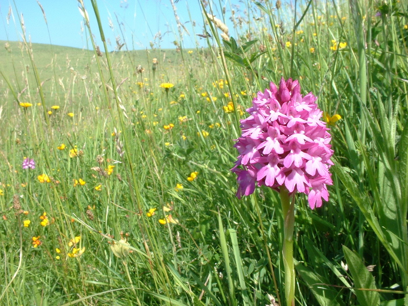 On the reserves - what's special about Malling Down Nature Reserve