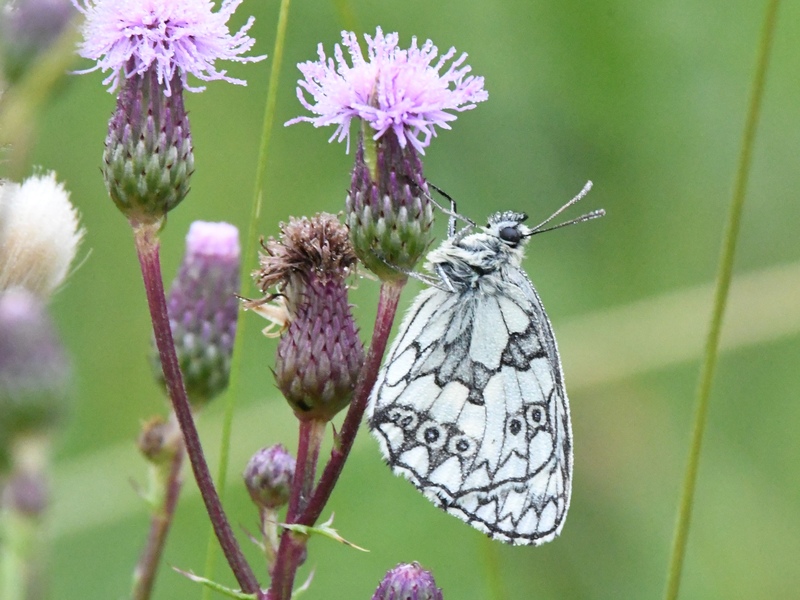 Marbled White © Tim Squires Marbled White © Tim Squires