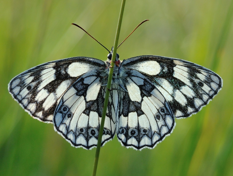 Marbled White