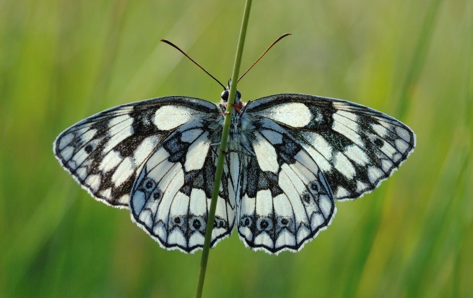 Marbled White © Bob Eade