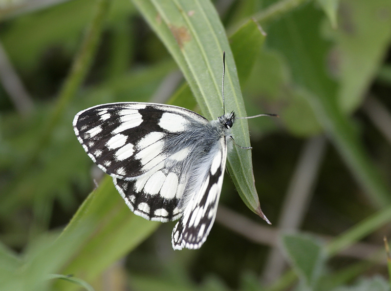 Butterflies - the black and white ones