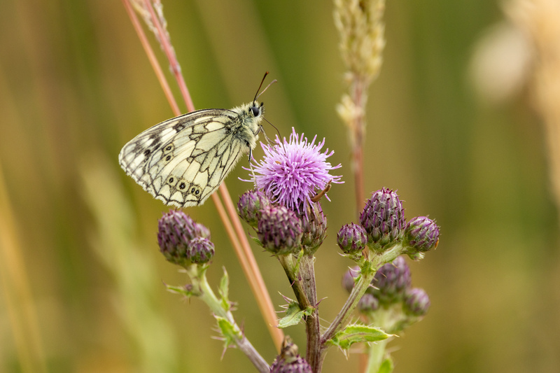 Marbled White © Stephen Redden