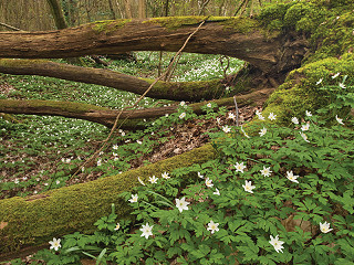 Marline Valley