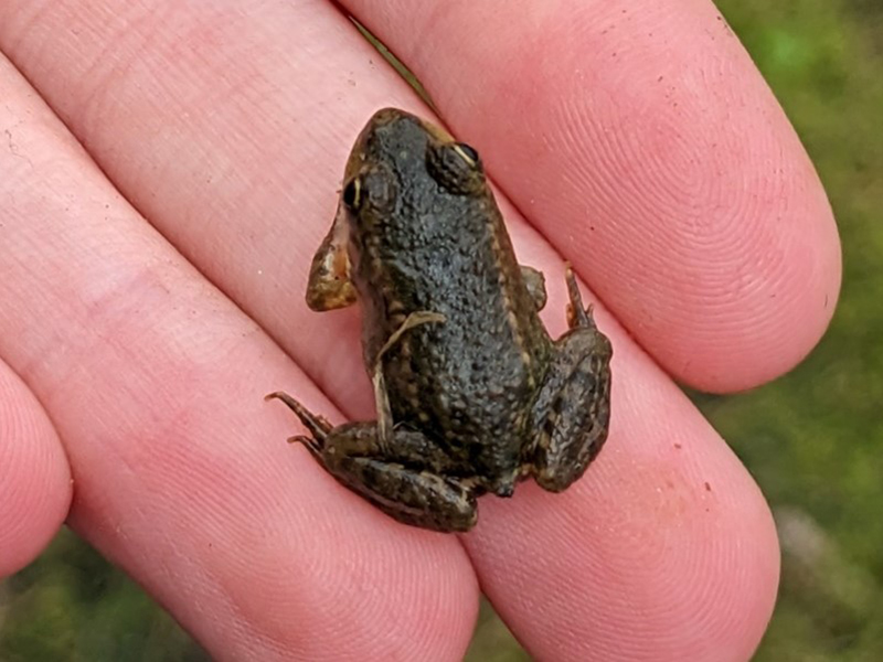 Marsh froglet