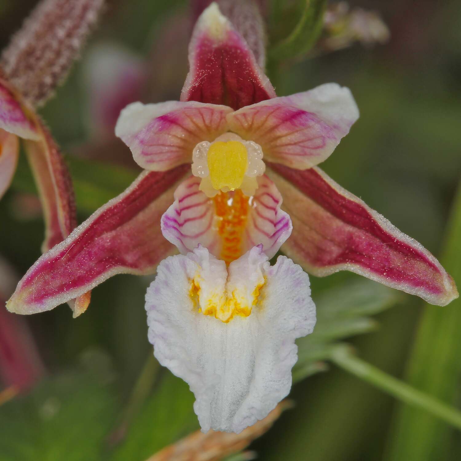 Marsh Helleborines.