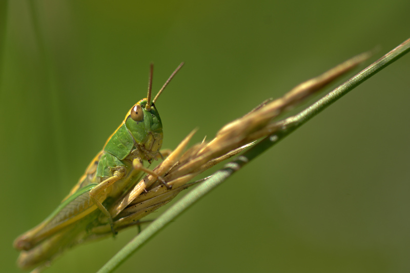 Meadow Grasshopper