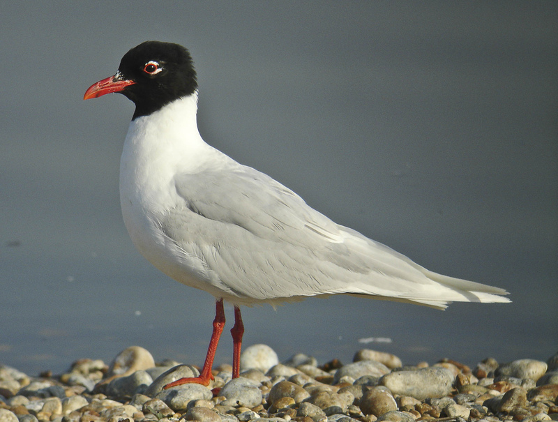 Mediterranean Gull