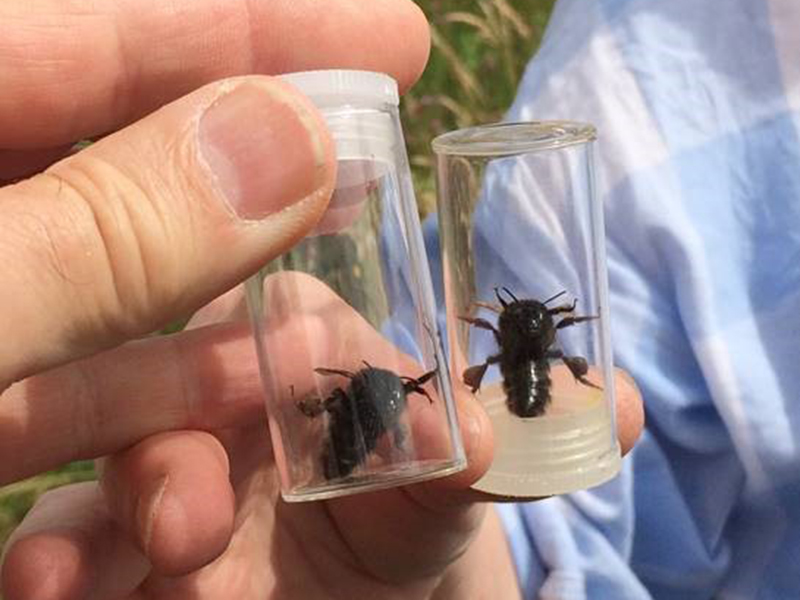Melanistic Bees © L Randall, S Battley