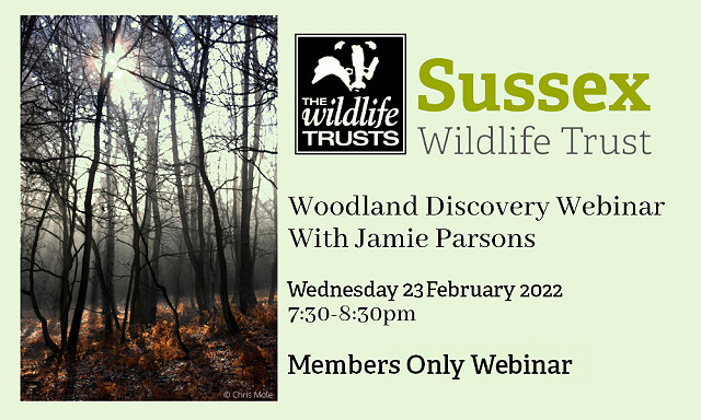 Webinar: Woodland Discovery - members-only