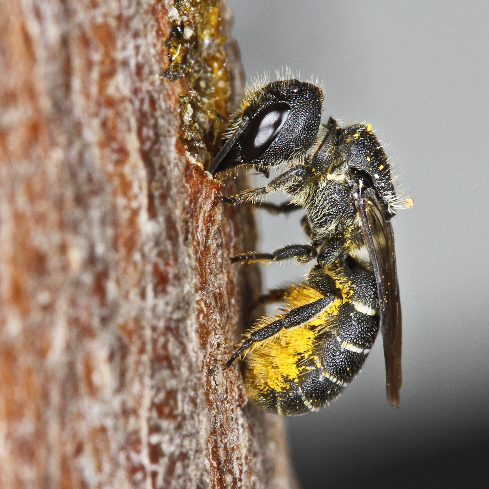 Large Headed Resin Bee (Heriades truncorum)