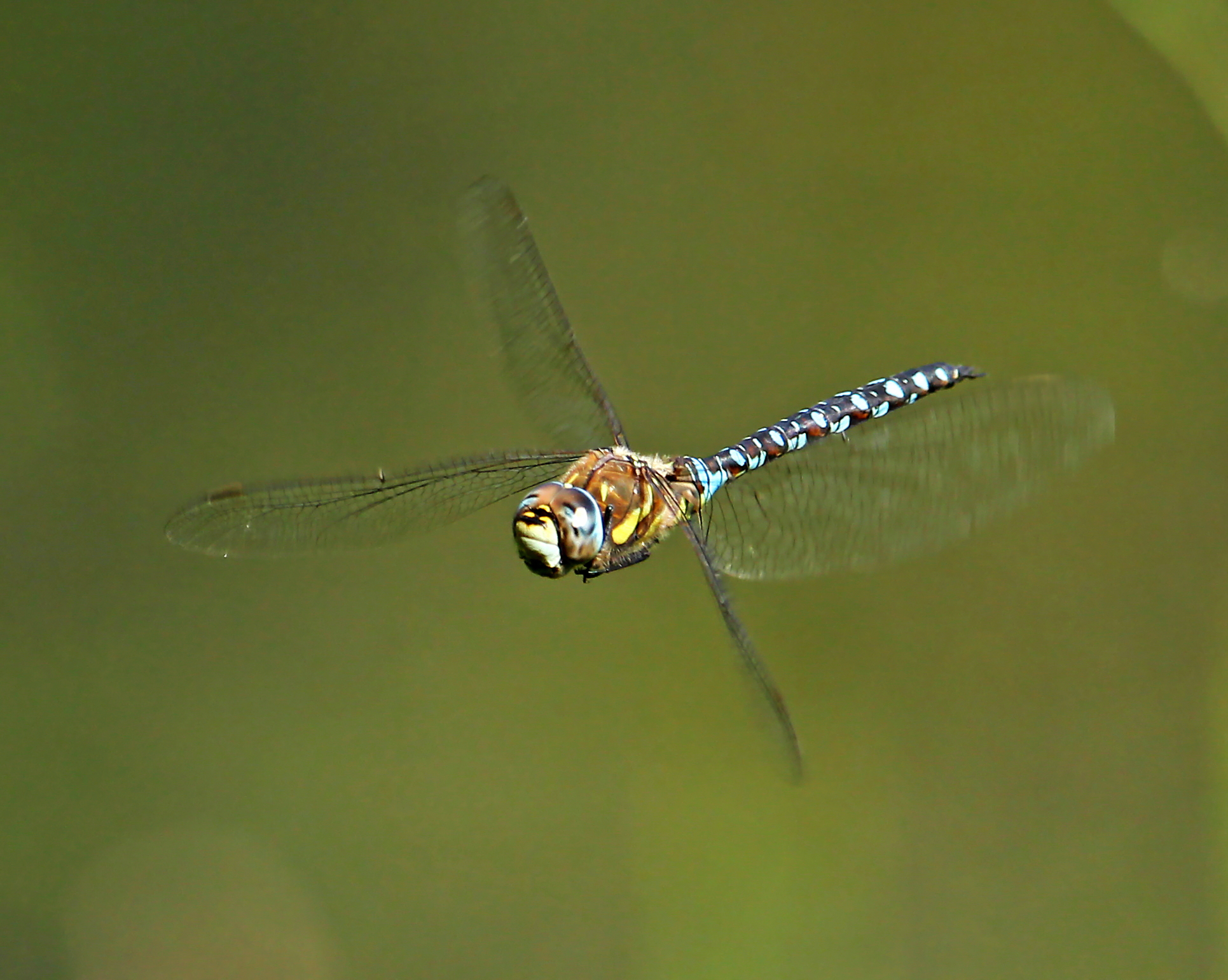 MH in flight1