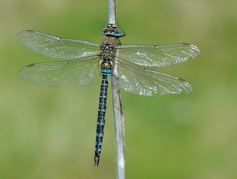 Photograph of a Migrant Hawker dragonfly