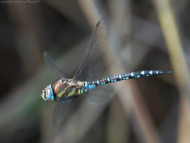Migrant Hawker © PK