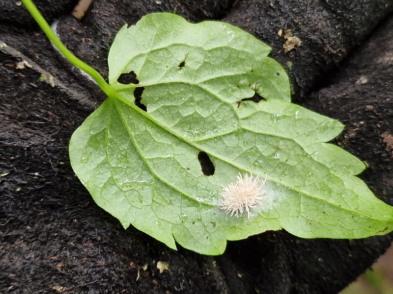 Cordyceps fungus © Milly Rudling