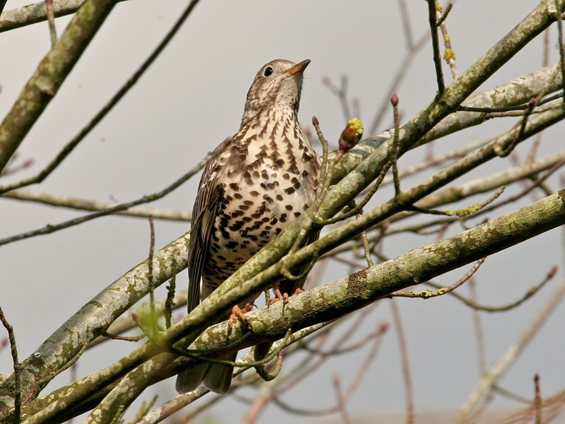 Mistle Thrush © Neil Fletcher Mistle Thrush © Neil Fletcher