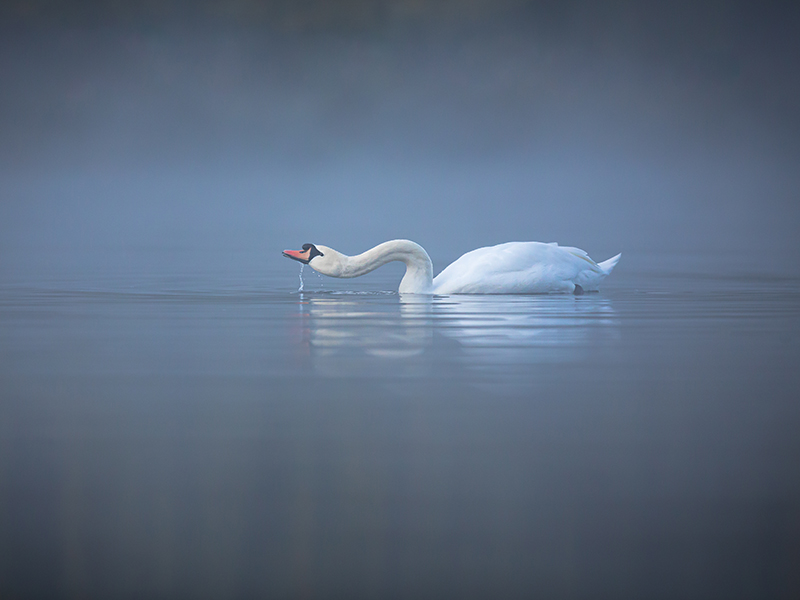 Misty Morning Drink © Brian Hawkins