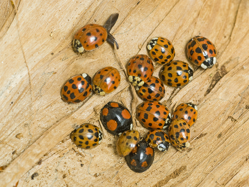 A variety of Harlequin Ladybird forms © Derek Middleton A variety of Harlequin Ladybird forms © Derek Middleton