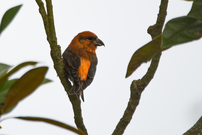 Crossbill