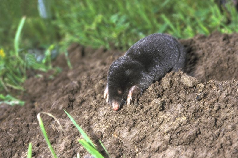 Mole © Hugh Clark FRPS Mole © Hugh Clark FRPS