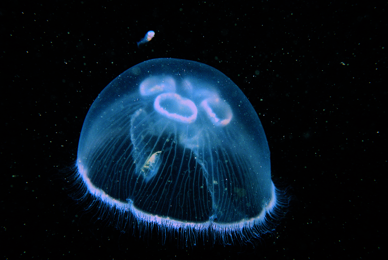 Lowdown on jellyfish