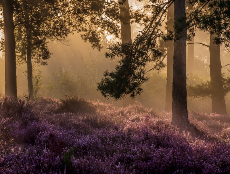 © Jamie Fielding