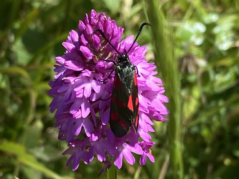 Six-spot Burnet moth © Tim Bullen Six-spot Burnet moth © Tim Bullen