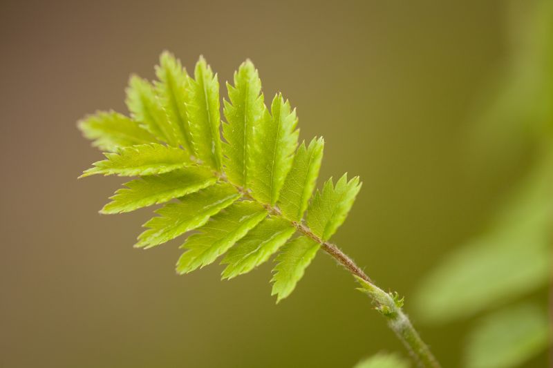 Rowan © Mark Hamblin/2020VISION