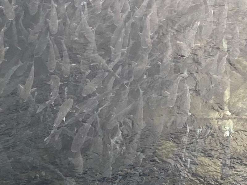 Thin-lipped Grey Mullet © Milly Manley Thin-lipped Grey Mullet © Milly Manley