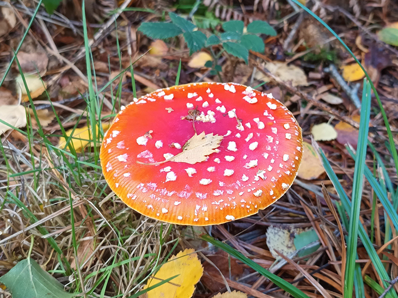 Fly Agaric
