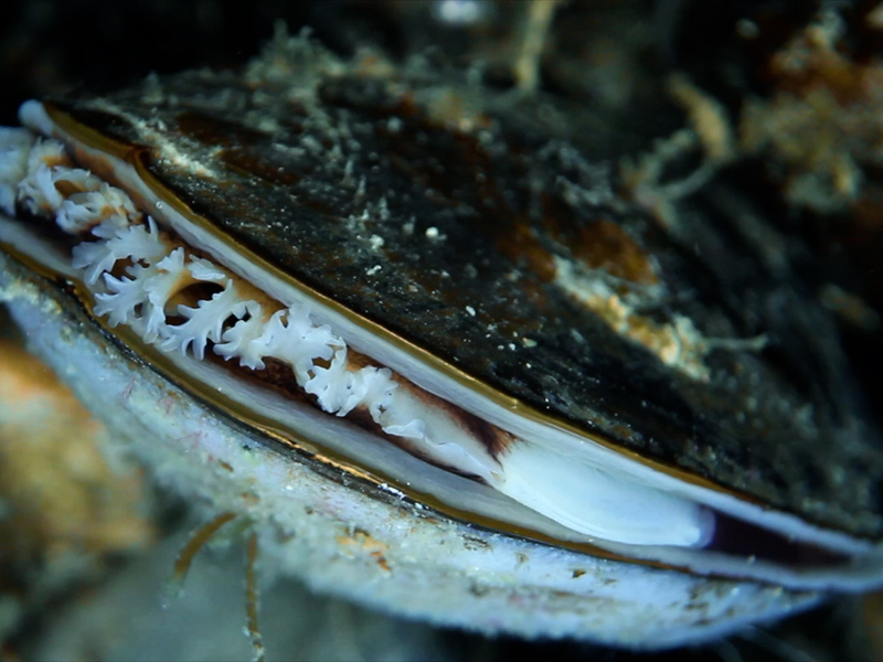 Shell-ebrating a fantastic year of rewilding Sussex Seas