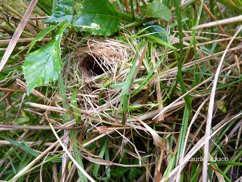 Harvest Mouse nest Harvest Mouse nest