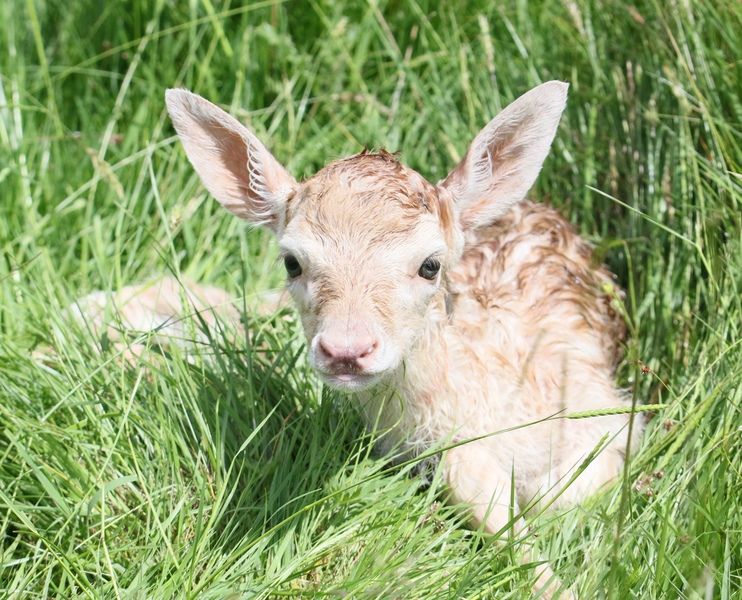 New born Fallow deer fawn - shot from a distance with a zoom lens New born Fallow deer fawn - shot from a distance with a zoom lens