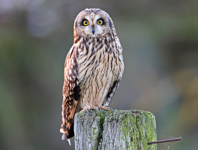 Short-eared Owl