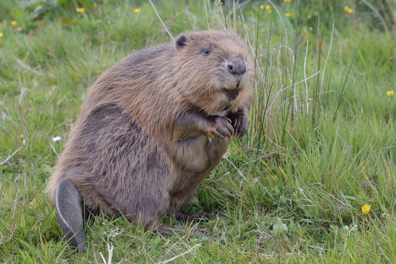 Beaver © Nick Upton Beaver © Nick Upton