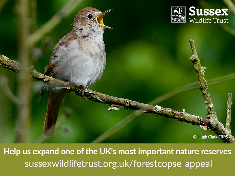 Help create habitat for nightingales