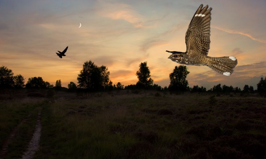 Nightjar © Neil Fletcher