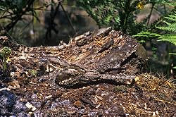 An Evening with Nightjars - West Sussex (14/06/2023)