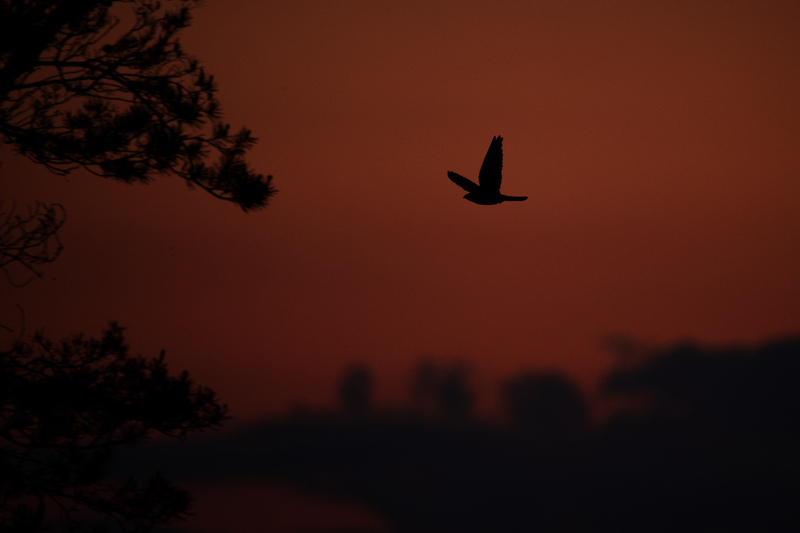 Nightjar