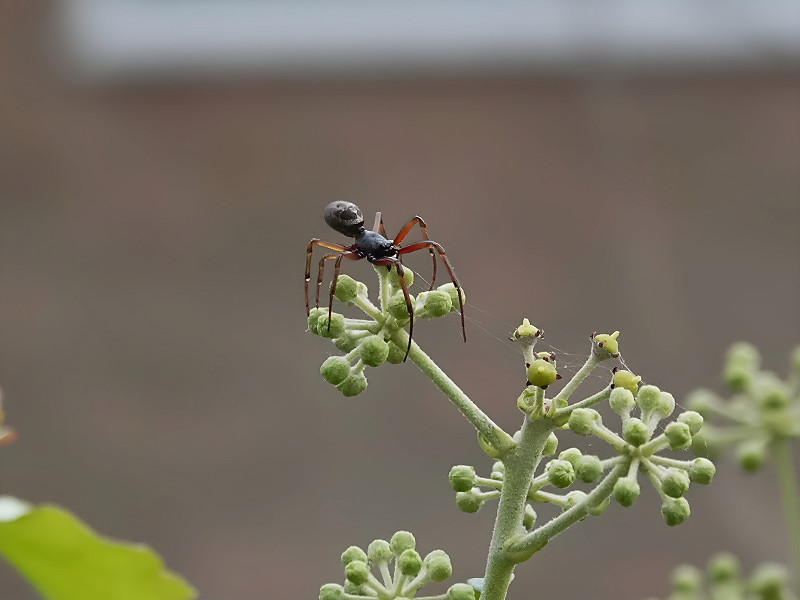 False Accusations - our false widow spiders