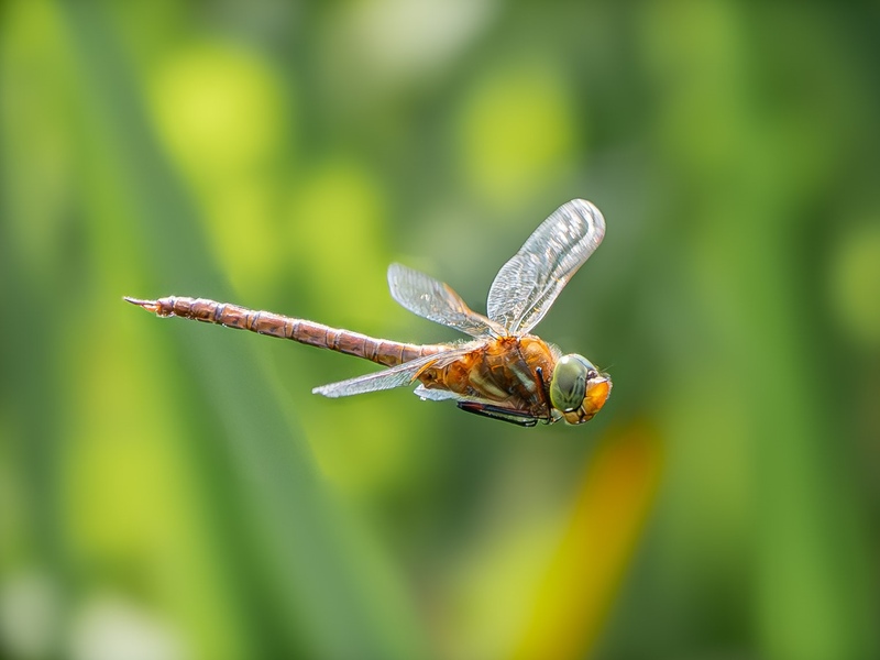 Norfolk Hawker © Polly Mair